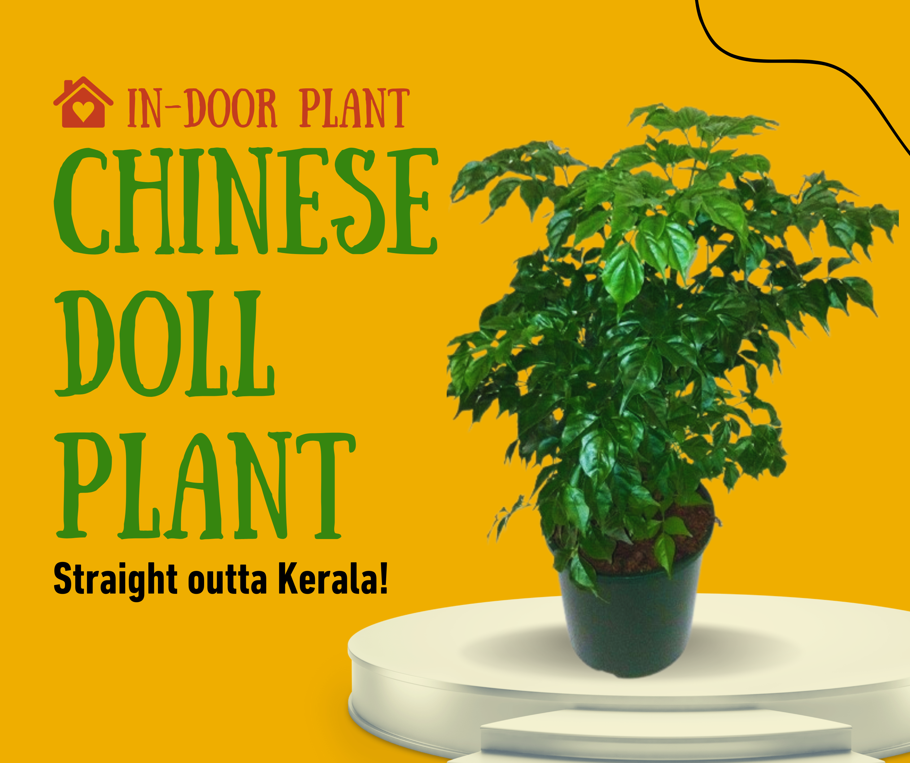 Chineese Doll Plant