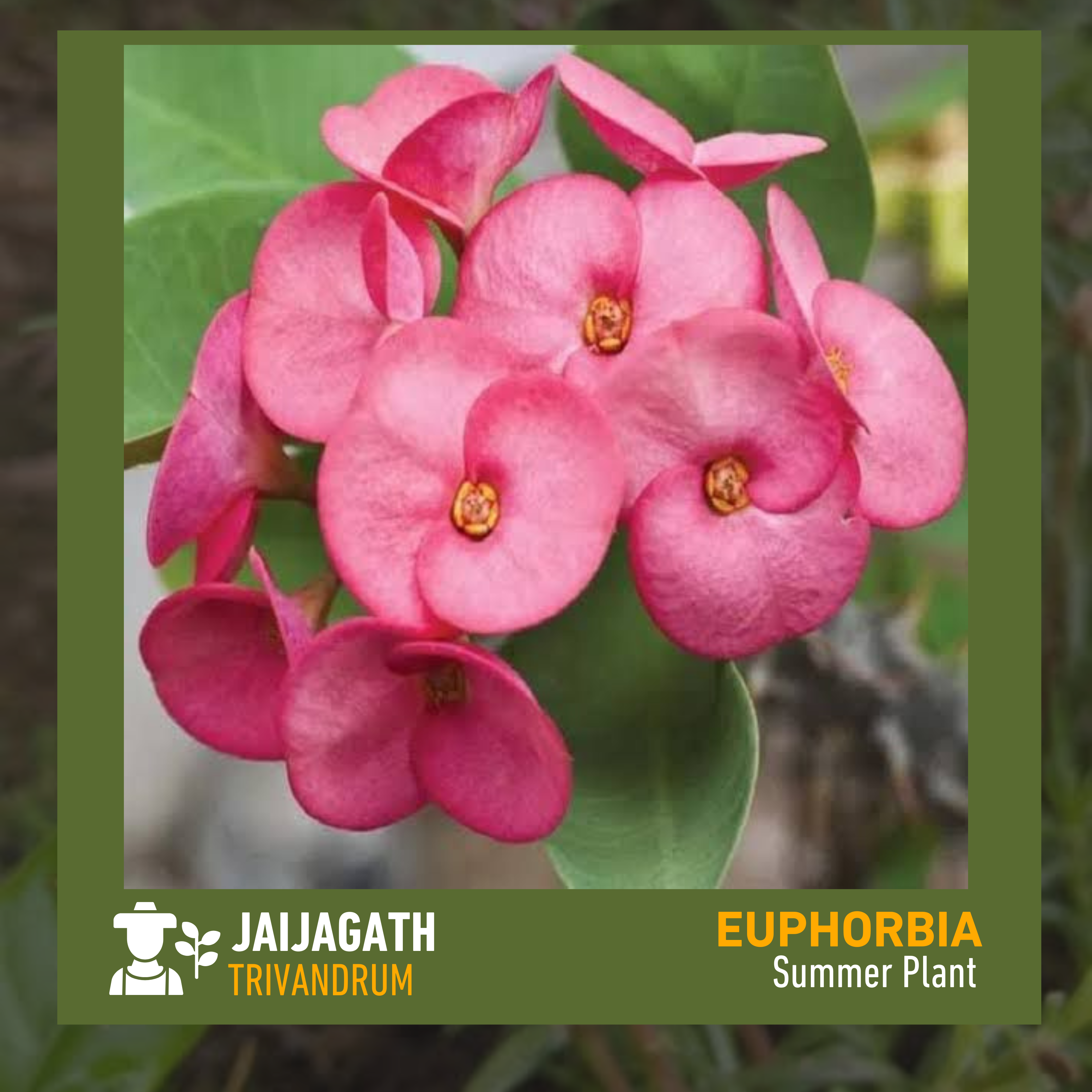 Euphorbia 1 - EWSELLS